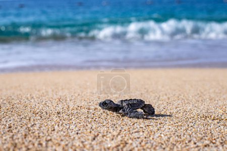 Photo for A baby sea turtle ( caretta caretta ) died on the sands because of plastic pollution. A sea turtle can not reach the sea after hatch from egg. - Royalty Free Image