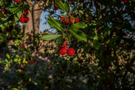 The strawberry tree, which is also called albatross or, poetically, shrub, is an evergreen fruit tree belonging to the Ericaceae family. It is widespread in western Mediterranean countries