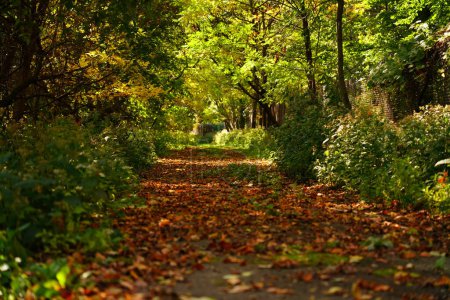 Téléchargez les photos : Une forêt luxuriante de couleur automne à l'extérieur de Fond du Lac, Wisconsin - en image libre de droit