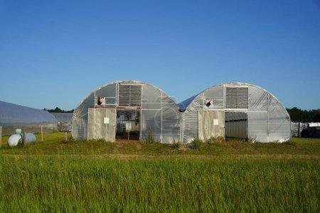 Foto de Mauston, Wisconsin, EE.UU. - 14 de agosto de 2021: Invernaderos largos en tierras de cultivo. - Imagen libre de derechos