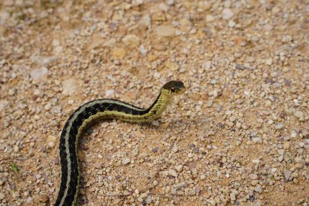 Foto de Garter Snake vagando por el suelo. - Imagen libre de derechos