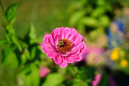 Foto de Bumblebee poliniza las flores de Zinnia durante el verano. - Imagen libre de derechos