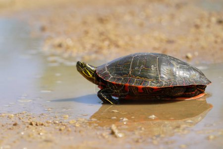 Chrysemys Picta eine männliche Painted Turtle kriecht bei sonnigem Frühlingswetter durch Wasser, sandige Feldwege und Gras.