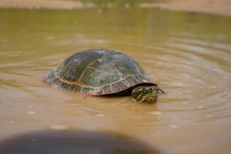 Foto de Chrysemys Picta un macho Tortuga Pintada se arrastra en el agua, camino de tierra arenosa, y la hierba durante el clima soleado de primavera. - Imagen libre de derechos