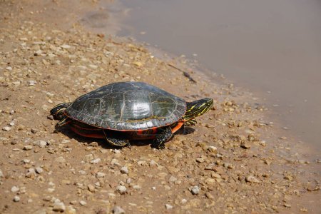 Foto de Chrysemys Picta un macho Tortuga Pintada se arrastra en el agua, camino de tierra arenosa, y la hierba durante el clima soleado de primavera. - Imagen libre de derechos