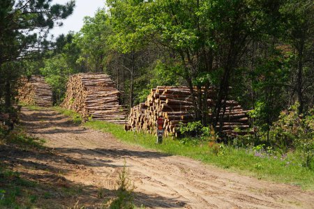 Foto de Cortar troncos de árboles apilados y recogidos en un bosque listo para ser recogido. - Imagen libre de derechos