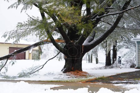 Téléchargez les photos : Un grand arbre dans la neige - en image libre de droit