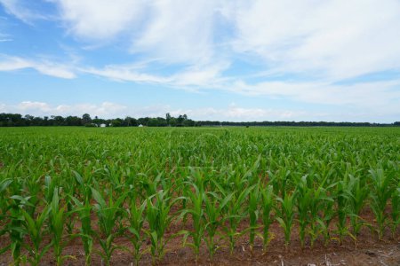 Foto de Cultivo de maíz en tierras agrícolas durante el verano - Imagen libre de derechos