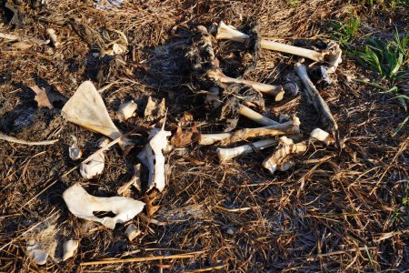 Photo for Pile of deer bones and carcass laying on side of road - Royalty Free Image