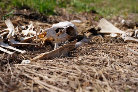 Téléchargez les photos : Pile d'os de cerfs et de carcasses posée sur le bord de la route - en image libre de droit