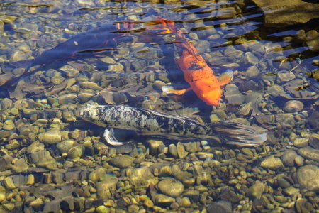 Foto de Japonés Koi Nishikigoi Amur peces de la carpa nadan en un estanque poco profundo hecho por el hombre. - Imagen libre de derechos