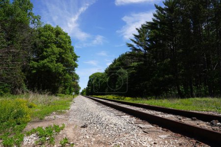 Téléchargez les photos : Train voies ferrées mènent dans une forêt. - en image libre de droit
