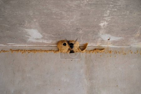 Photo for Petrochelidon Pyrrhonota Hirundinidae Cliff Swallow bird nests found under an overpass of a highway - Royalty Free Image