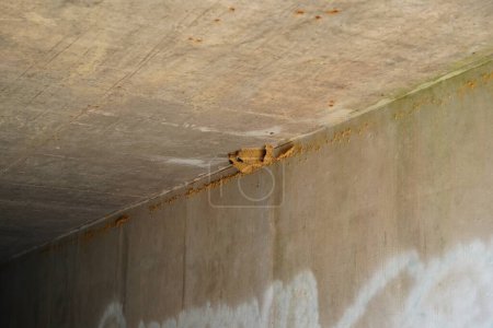 Téléchargez les photos : Petrochelidon Pyrrhonota Hirundinidae Falaise Avaler nids d'oiseaux trouvés sous un passage supérieur d'une autoroute - en image libre de droit