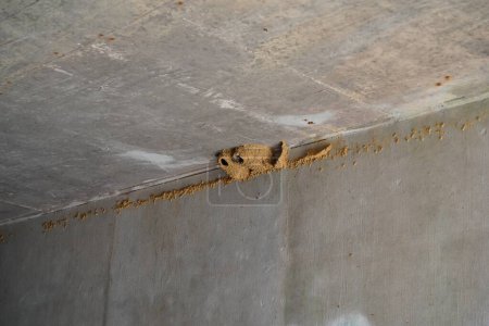 Téléchargez les photos : Petrochelidon Pyrrhonota Hirundinidae Falaise Avaler nids d'oiseaux trouvés sous un passage supérieur d'une autoroute - en image libre de droit