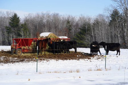 Foto de Vacas y caballos se alimentan del alimentador de pacas rojas durante el invierno. - Imagen libre de derechos