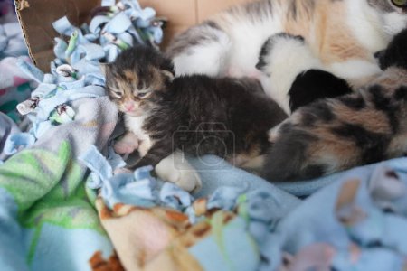 Foto de Gato y gatitos en la habitación - Imagen libre de derechos