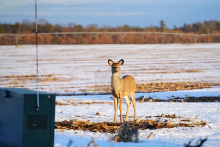 Photo for Female Whitetail deer feeding on a snow covered crop field. - Royalty Free Image