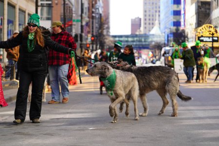 Photo for Milwaukee, Wisconsin USA - March 12th, 2022: Irish wolfhounds and their owners walking in St. Patrick's Day parade. - Royalty Free Image
