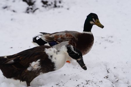 Téléchargez les photos : Canards Ancône noirs et blancs marchant ensemble dans le froid de l'hiver - en image libre de droit