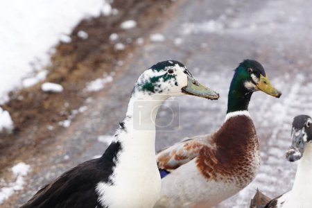 Photo for Black and white Ancona ducks walking together out in the cold winter - Royalty Free Image