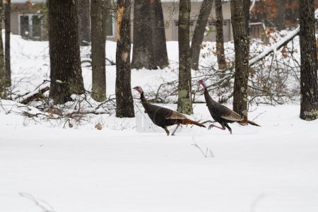 Foto de Pavo macho Meleagris corriendo juntos en el frío invierno. - Imagen libre de derechos