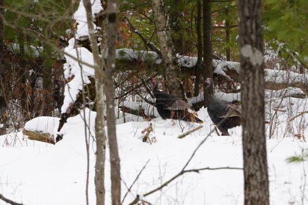 Foto de Un pavo en un día de bosque nevado - Imagen libre de derechos