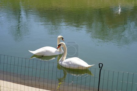 Photo for White Trumpet Swans swim together in a man made pond. - Royalty Free Image