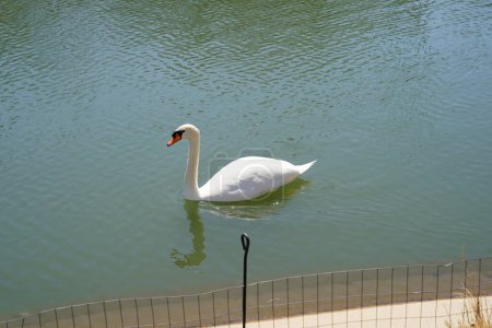 Photo for White Trumpet Swan swim together in a man made pond. - Royalty Free Image