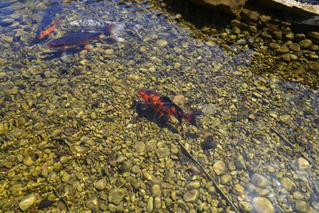 Photo for Japanese Koi Nishikigoi Amur Carp fish swim in a shallow man made pond. - Royalty Free Image