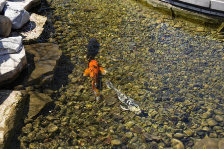 Téléchargez les photos : Japonais Koi Nishikigoi Amour Carpe poisson nager dans un étang artificiel peu profond. - en image libre de droit