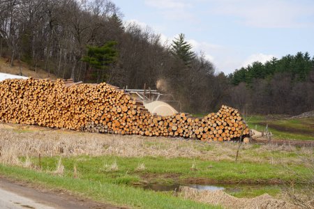 Téléchargez les photos : Couper les billots d'arbres empilés et ramassés dans une forêt prête à être ramassée. - en image libre de droit