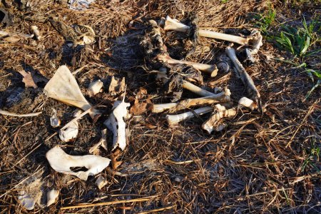 Foto de Montón de huesos de ciervo y canal tendidos a un lado de la carretera - Imagen libre de derechos