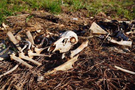 Foto de Montón de huesos de ciervo y canal tendidos a un lado de la carretera - Imagen libre de derechos