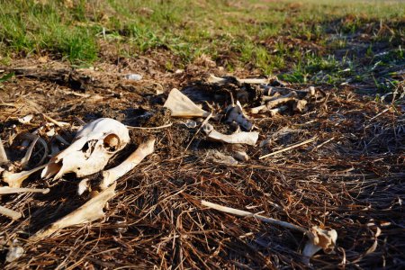 Photo for Pile of deer bones and carcass laying on side of road - Royalty Free Image