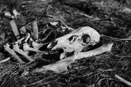 Téléchargez les photos : Pile d'os de cerfs et de carcasses posée sur le bord de la route - en image libre de droit