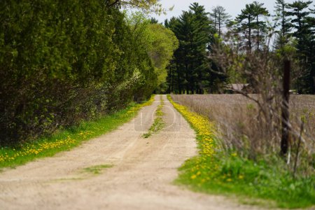 Foto de Camino de campo en primavera con un árbol y un camino - Imagen libre de derechos