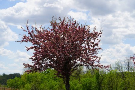 Téléchargez les photos : Le cornouiller rose fleurit au printemps - en image libre de droit