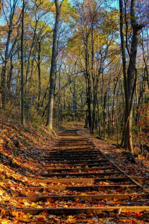 Foto de Escalera de madera artificial que conduce a un bosque de otoño paseo por la naturaleza fuera de Fond du Lac, Wisconsin - Imagen libre de derechos