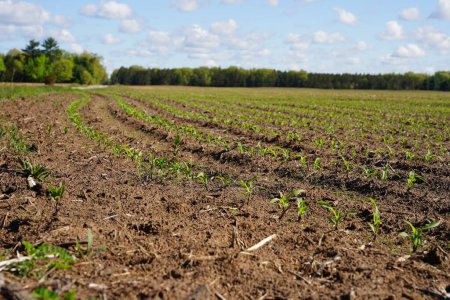 Téléchargez les photos : Germes de maïs poussant dans un champ agricole ouvert - en image libre de droit