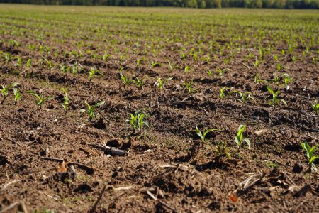 Foto de Brotes de maíz que crecen en un campo de cultivo abierto - Imagen libre de derechos