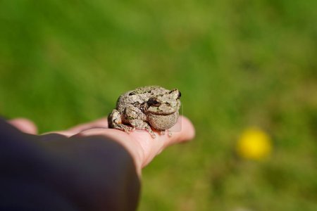 Photo for Cope's Grey tree frog resting on human hands - Royalty Free Image