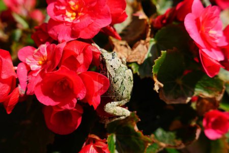 Téléchargez les photos : La rainette grise du Cope est assise en fleurs de Bégonia rouges - en image libre de droit