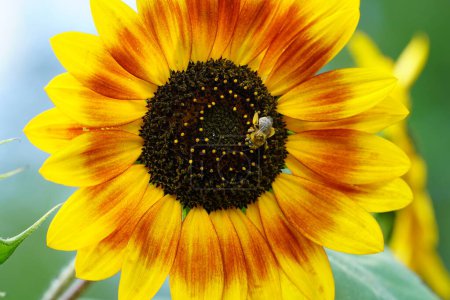 Photo for Bumblebee feeds and pollinates Sun flower during the summer. - Royalty Free Image
