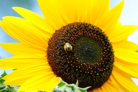 Photo for Bumblebee feeds and pollinates Sun flower during the summer. - Royalty Free Image