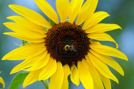 Foto de Bumblebee alimenta y poliniza la flor del sol durante el verano. - Imagen libre de derechos