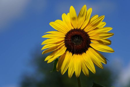 Photo for Common Sunflowers Helianthus annuus blossomed during the summer. - Royalty Free Image