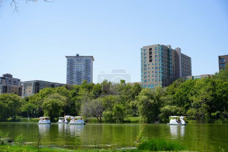 Photo for Milwaukee, Wisconsin / USA - August 14th, 2020: Citizens of Milwaukee paddle around in swan boats at veterans park. - Royalty Free Image