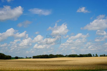 Foto de Campos de trigo que crecen en tierras de cultivo fuera del aficionado du lac, Wisconsin durante julio - Imagen libre de derechos