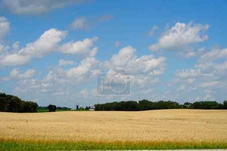 Téléchargez les photos : Champs de blé poussant sur des terres agricoles en dehors de fond du lac, Wisconsin pendant juillet - en image libre de droit